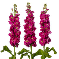 Giroflée quarantaine Milla Deep Rose
