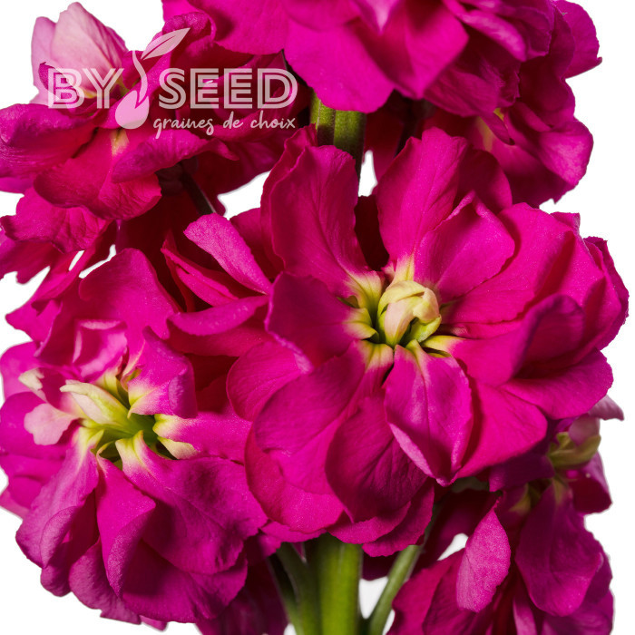 Giroflée quarantaine Milla Deep Rose