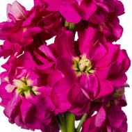 Giroflée quarantaine Milla Deep Rose