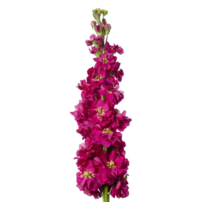 Giroflée quarantaine Milla Deep Rose