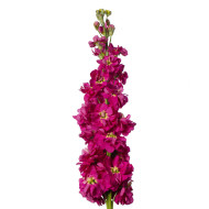 Giroflée quarantaine Milla Deep Rose