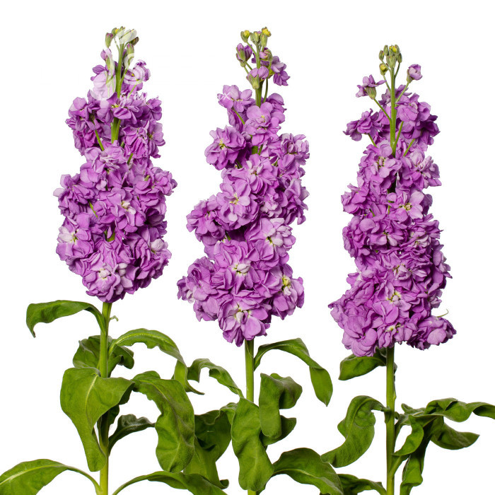 Giroflée quarantaine Milla Lavender