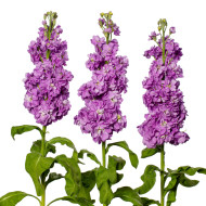 Giroflée quarantaine Milla Lavender