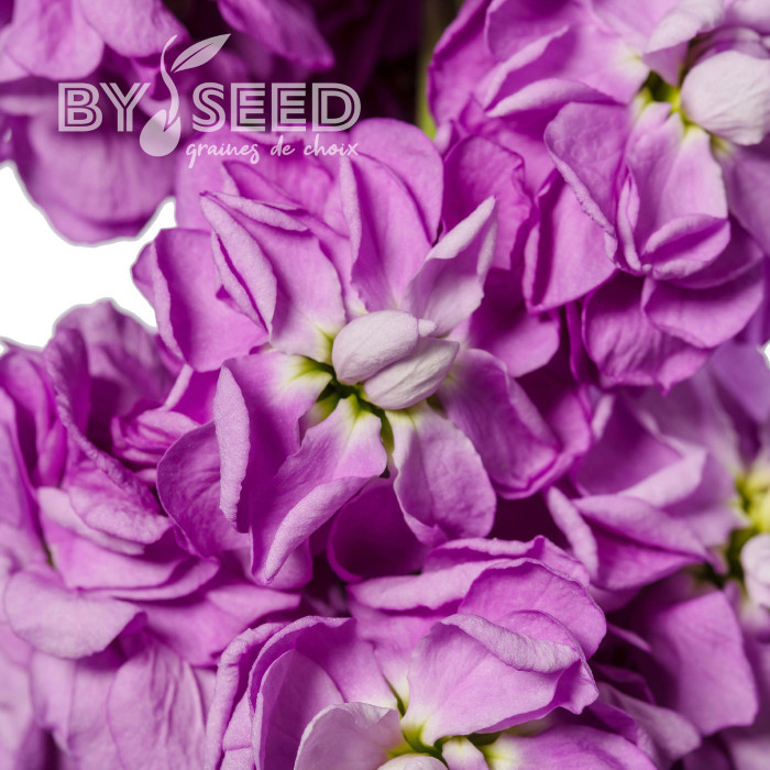Giroflée quarantaine Milla Lavender