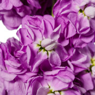 Giroflée quarantaine Milla Lavender