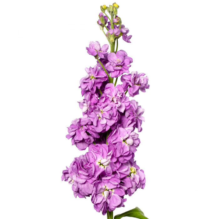 Giroflée quarantaine Milla Lavender