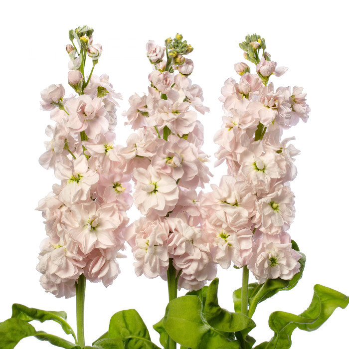 Giroflée quarantaine Milla Light Pink