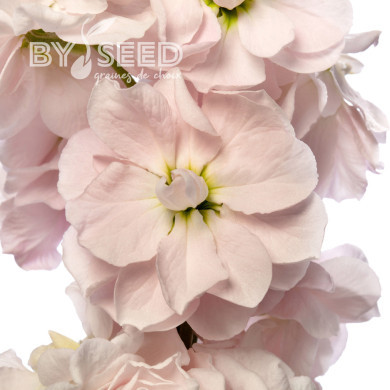 Giroflée quarantaine Milla Light Pink