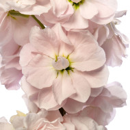 Giroflée quarantaine Milla Light Pink