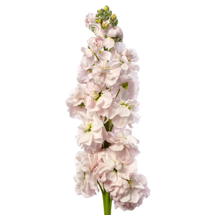 Giroflée quarantaine Milla Light Pink