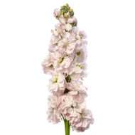 Giroflée quarantaine Milla Light Pink