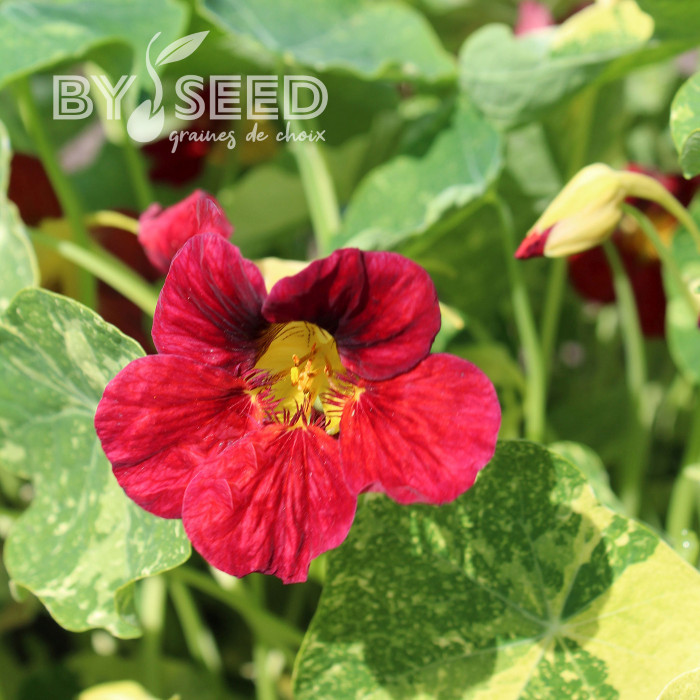 Capucine naine Red Troika