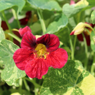 Capucine naine Red Troika