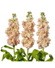 Giroflée quarantaine Milla White