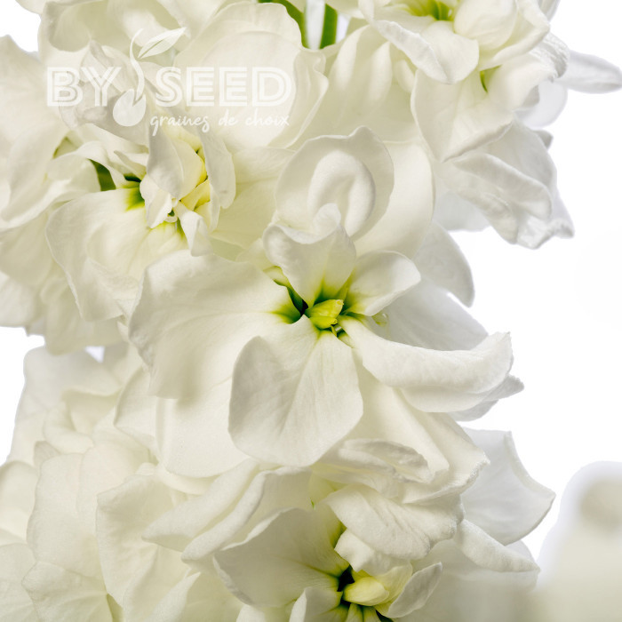 Giroflée quarantaine Milla White