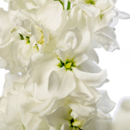Giroflée quarantaine Milla White