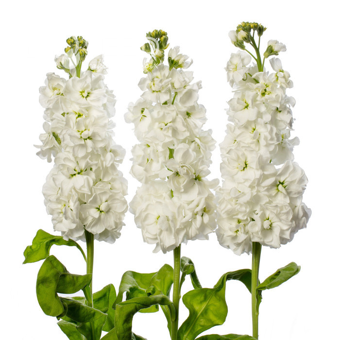 Giroflée quarantaine Milla White