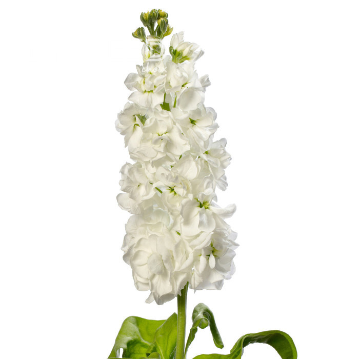 Giroflée quarantaine Milla White