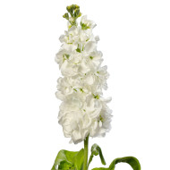 Giroflée quarantaine Milla White