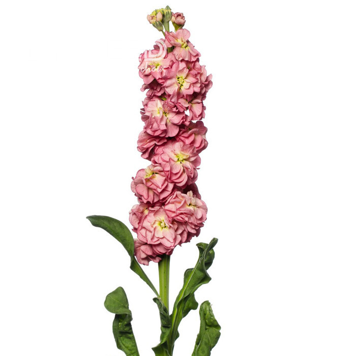 Giroflée quarantaine Stox® Antique Rose