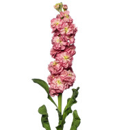 Giroflée quarantaine Stox® Antique Rose