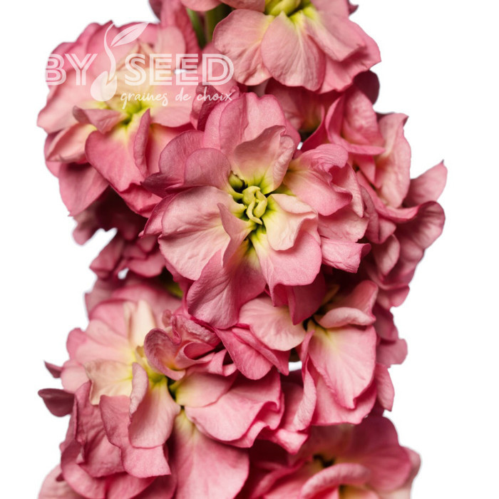 Giroflée quarantaine Stox® Antique Rose