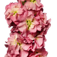 Giroflée quarantaine Stox® Antique Rose