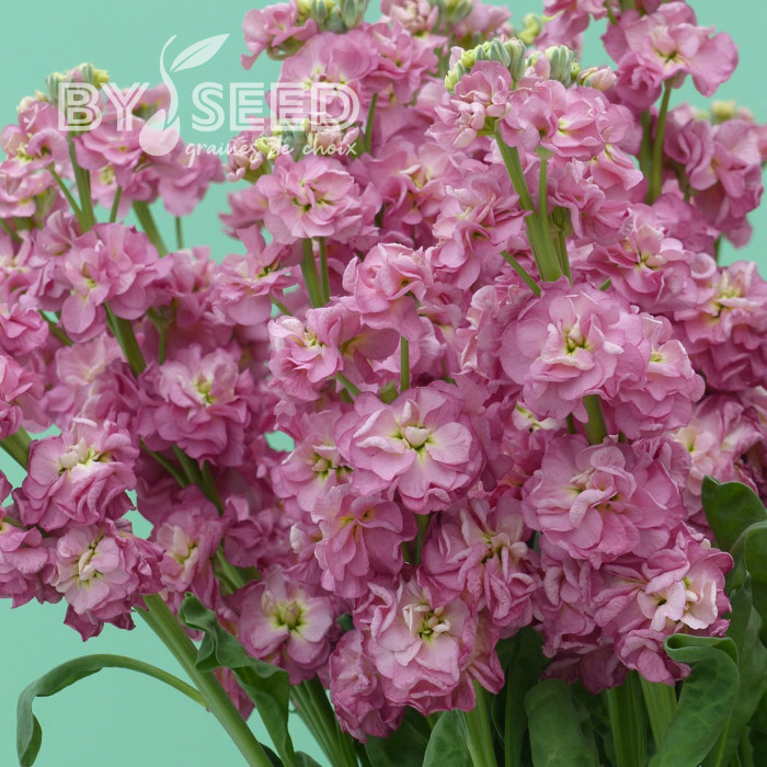 Giroflée quarantaine Stox® Antique Rose