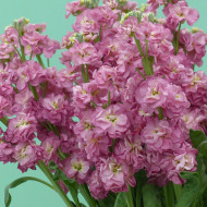 Giroflée quarantaine Stox® Antique Rose