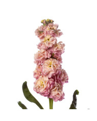 Giroflée quarantaine Stox® Deep Rose