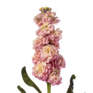 Giroflée quarantaine Stox® Champagne