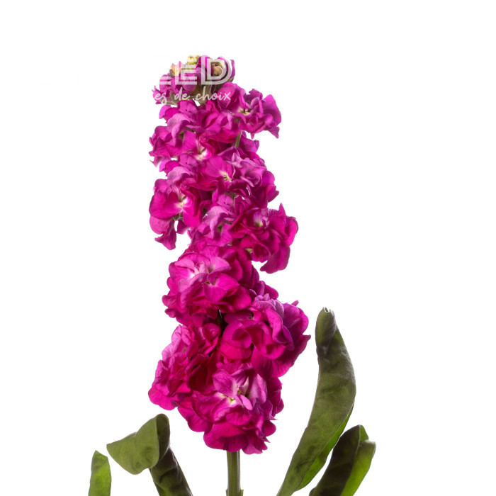 Giroflée quarantaine Stox® Deep Rose