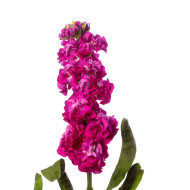 Giroflée quarantaine Stox® Deep Rose