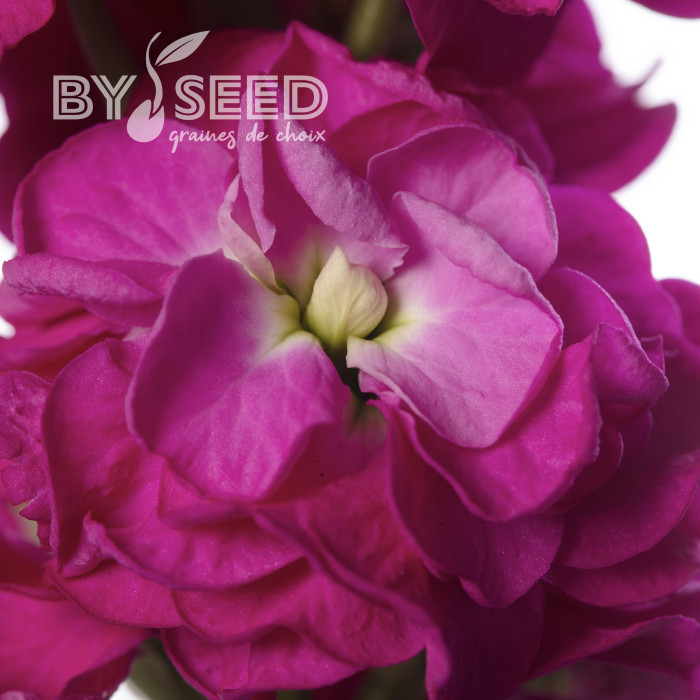 Giroflée quarantaine Stox® Deep Rose