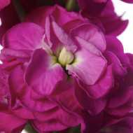 Giroflée quarantaine Stox® Deep Rose