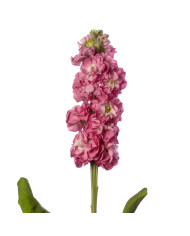 Giroflée quarantaine Stox® Deep Rose