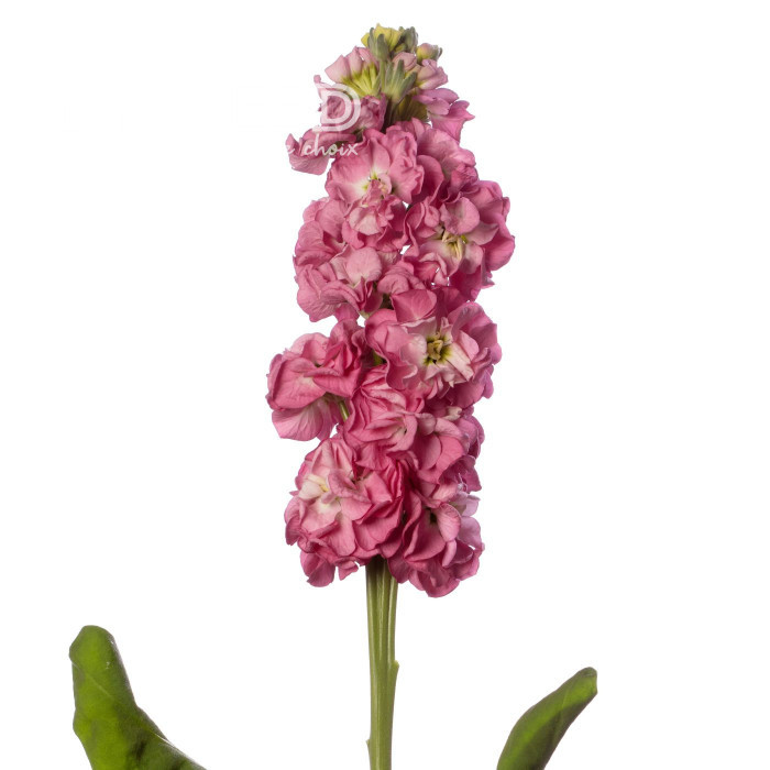 Giroflée quarantaine Stox® Rose Pink