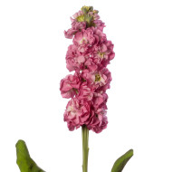 Giroflée quarantaine Stox® Rose Pink