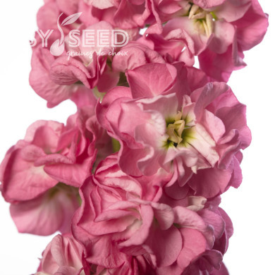 Giroflée quarantaine Stox® Rose Pink