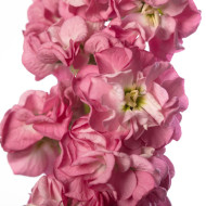 Giroflée quarantaine Stox® Rose Pink