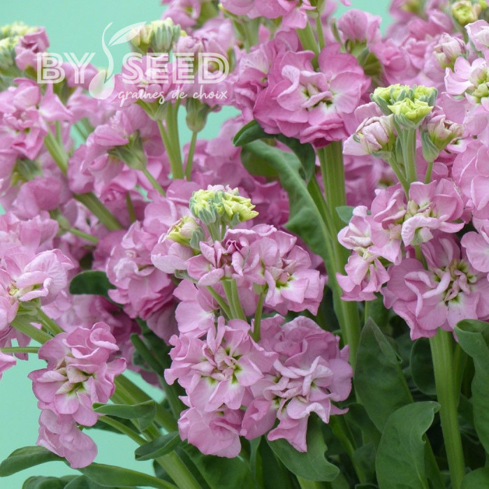 Giroflée quarantaine Stox® Rose Pink