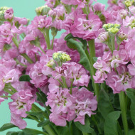 Giroflée quarantaine Stox® Rose Pink