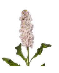 Giroflée quarantaine Stox® White