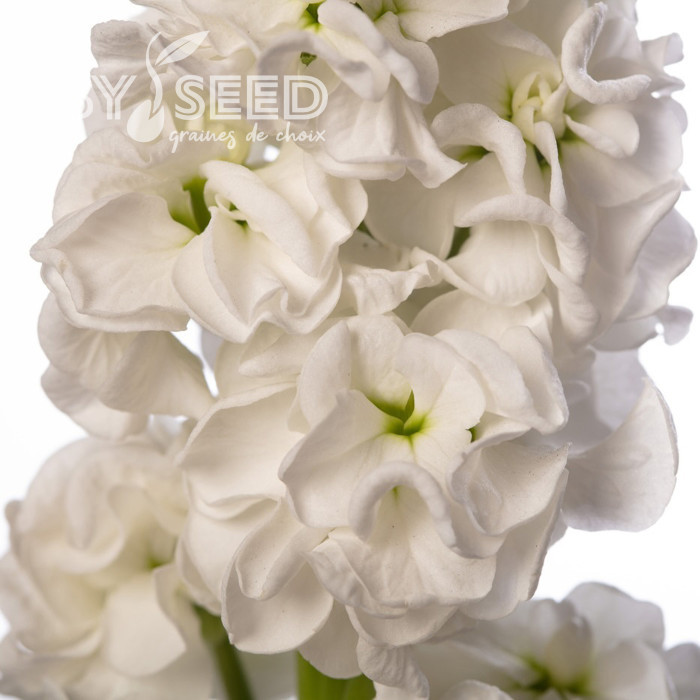 Giroflée quarantaine Stox® White