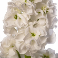 Giroflée quarantaine Stox® White