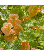 Capucine naine Tip Top Apricot