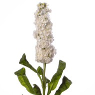 Giroflée quarantaine Stox® White
