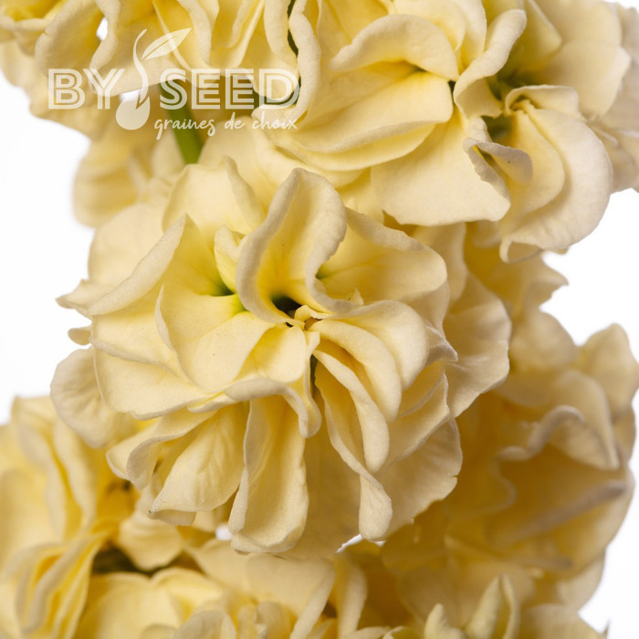 Giroflée quarantaine Stox® Yellow