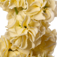 Giroflée quarantaine Stox® Yellow