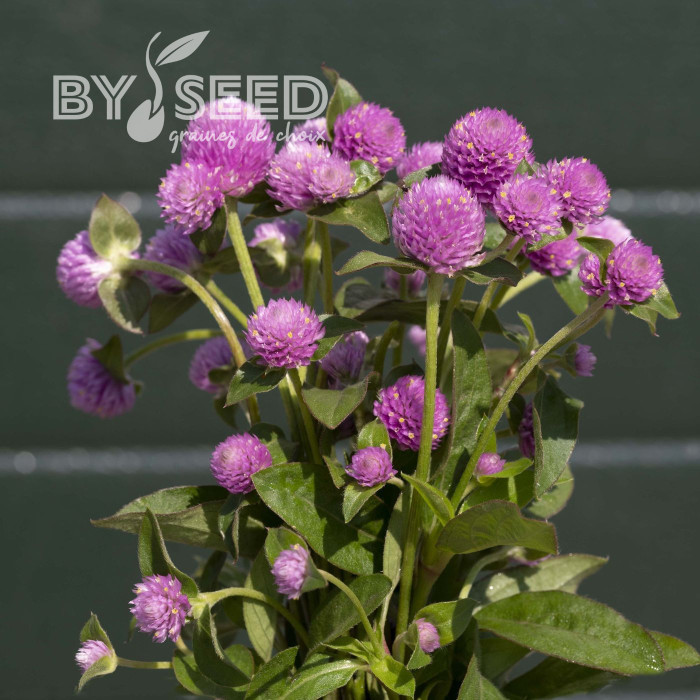 Gomphrena globosa Lavender Lady